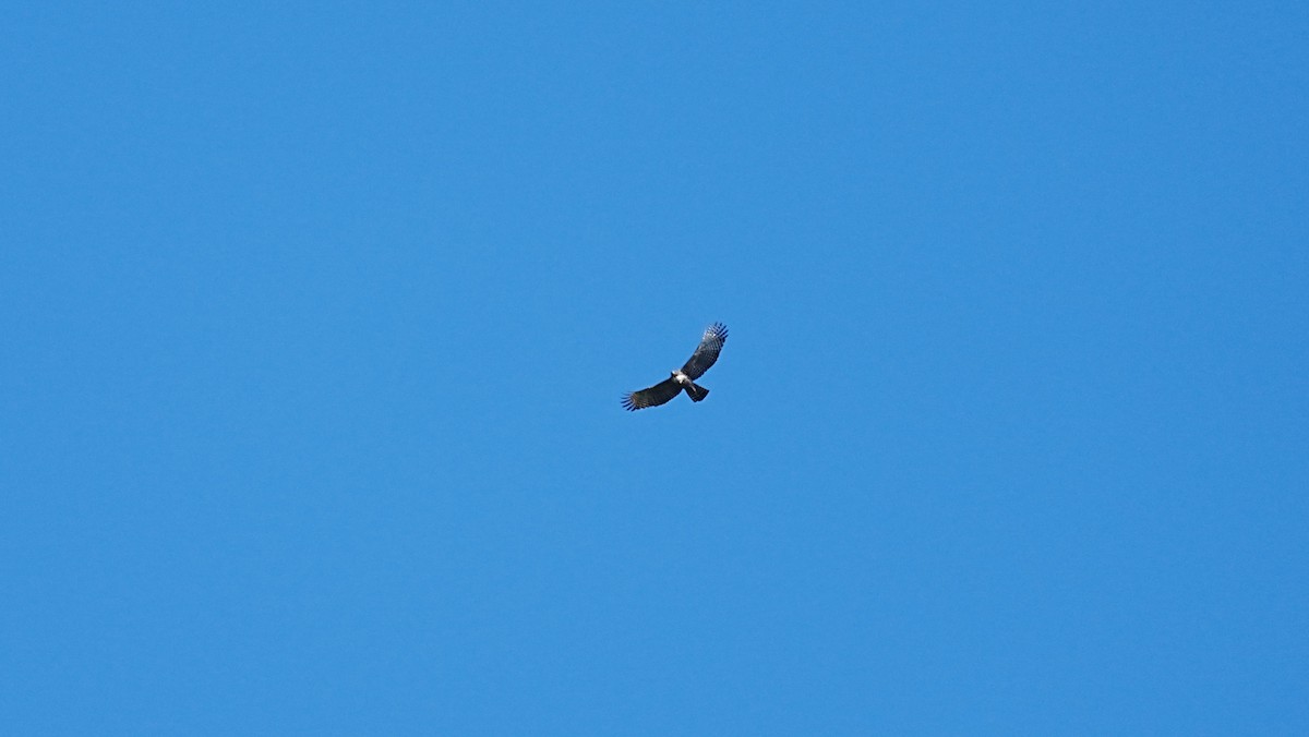 Mountain Hawk-Eagle - ML647120041