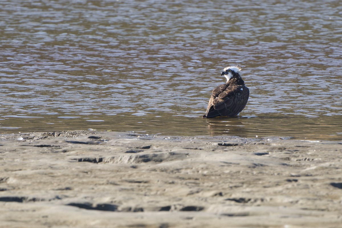 Скопа західна (підвид haliaetus) - ML647120043