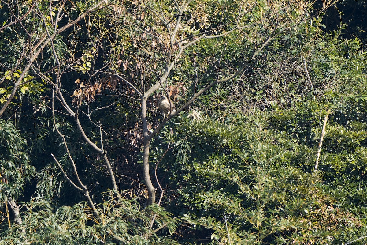 Канюк східний - ML647120048