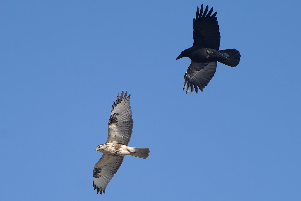 Канюк східний - ML647120049