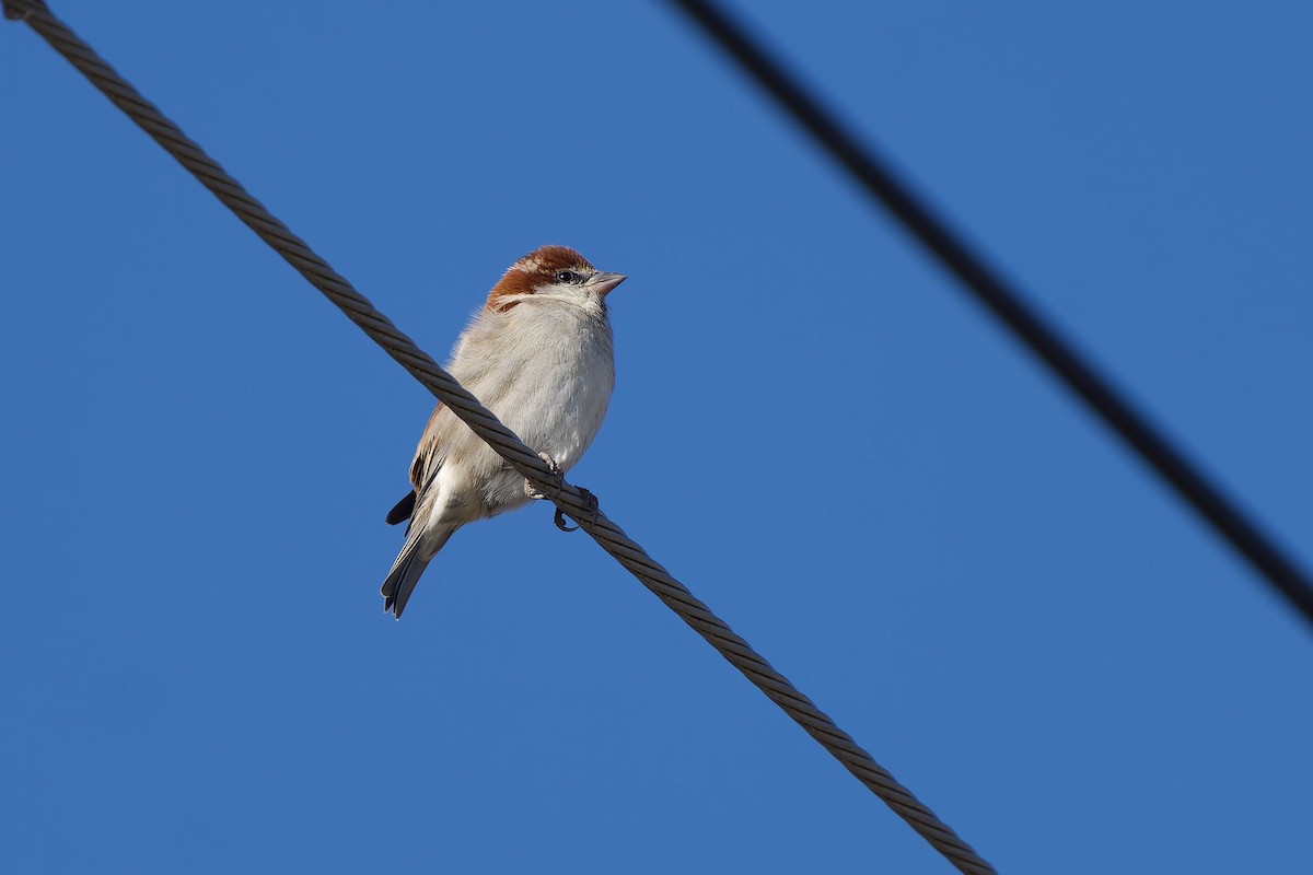 Горобець рудий - ML647120051