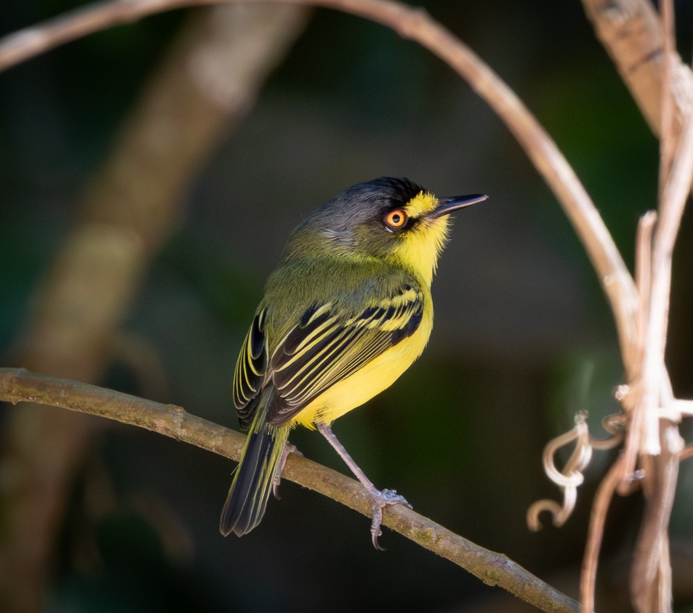 Gray-headed Tody-Flycatcher - ML647120052