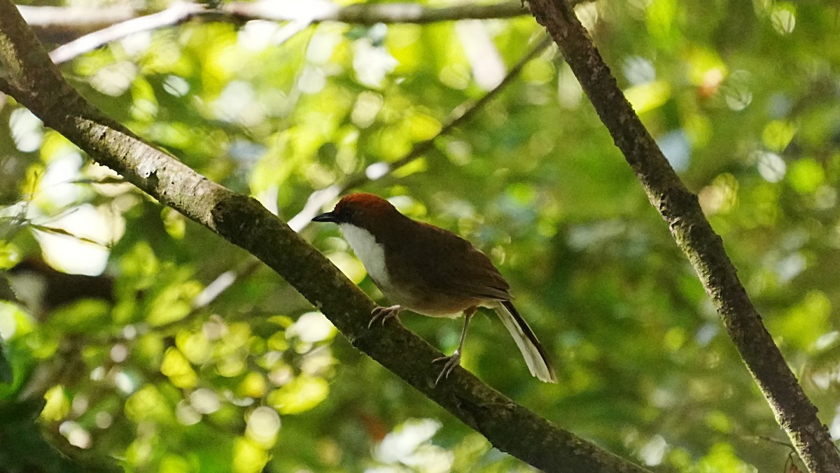 Rufous-crowned Laughingthrush - ML647120053