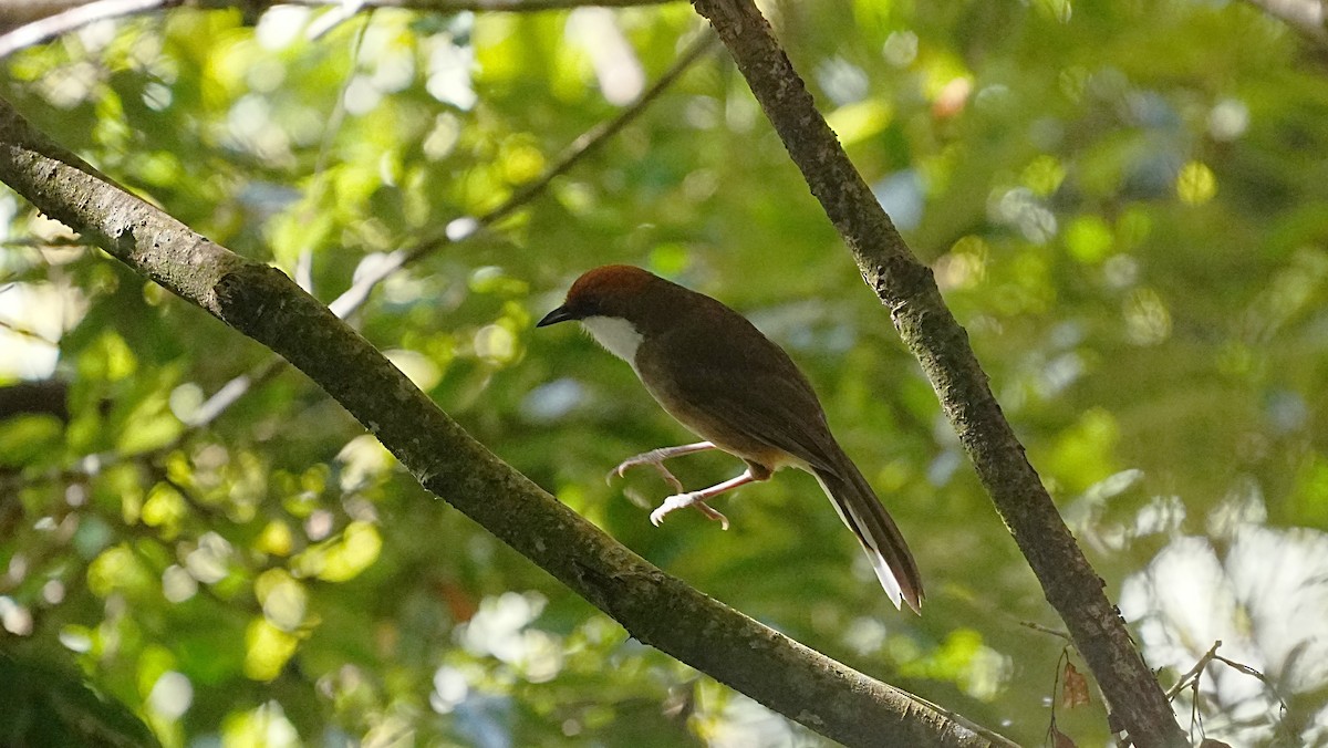Rufous-crowned Laughingthrush - ML647120054
