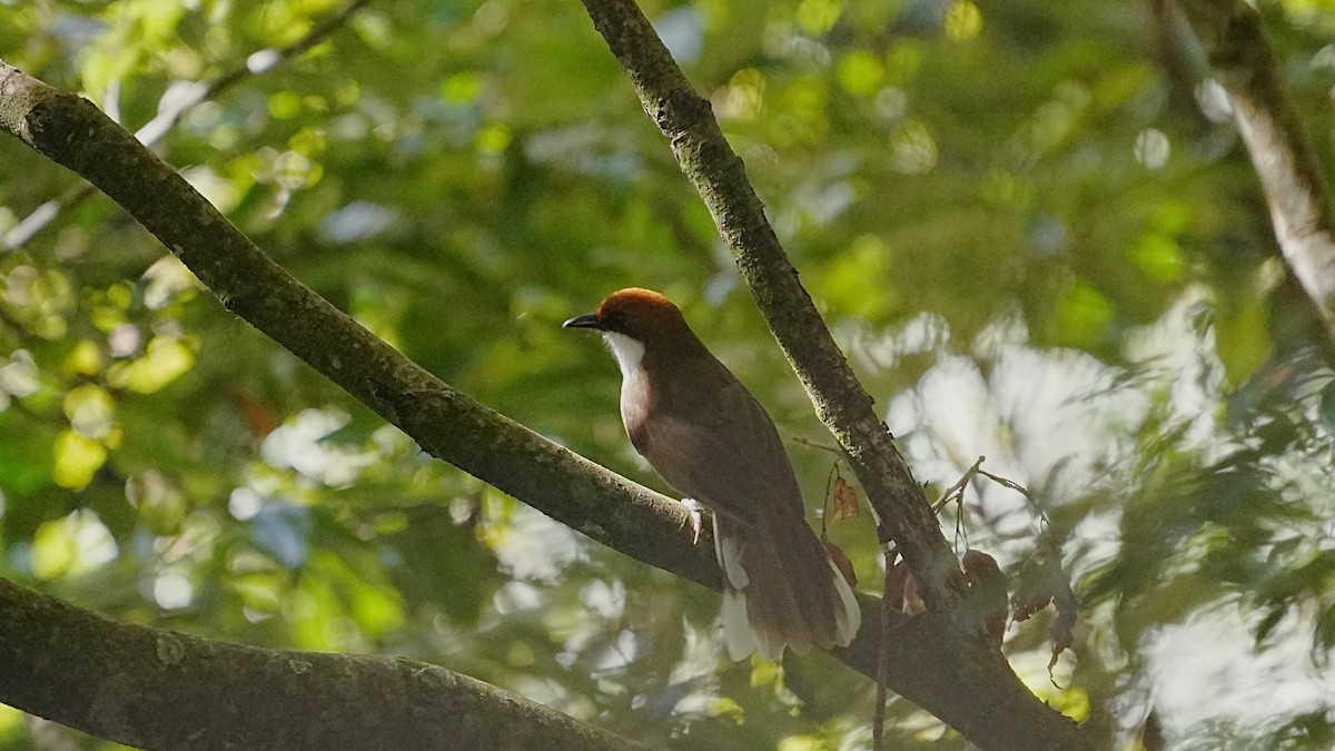 Rufous-crowned Laughingthrush - ML647120055