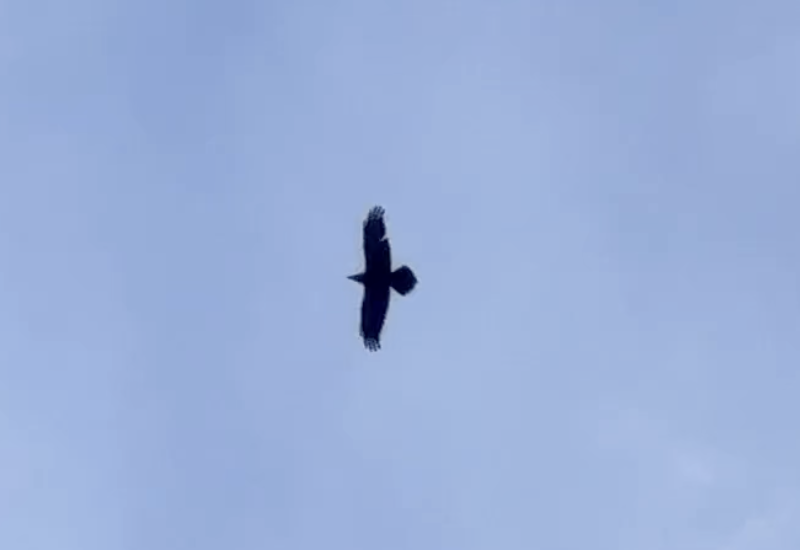 Common Raven - ML647120056