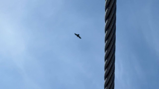 Крук звичайний - ML647120059