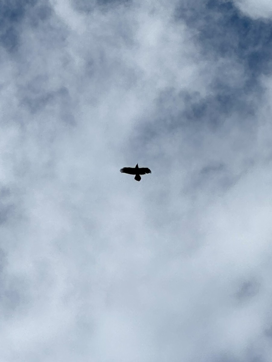 Common Raven - ML647120060