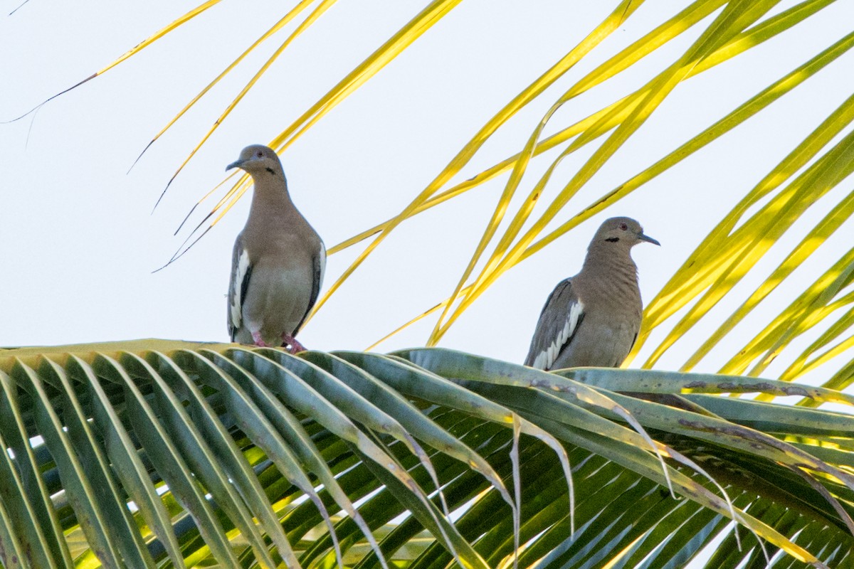 Белокрылая горлица - ML647120076