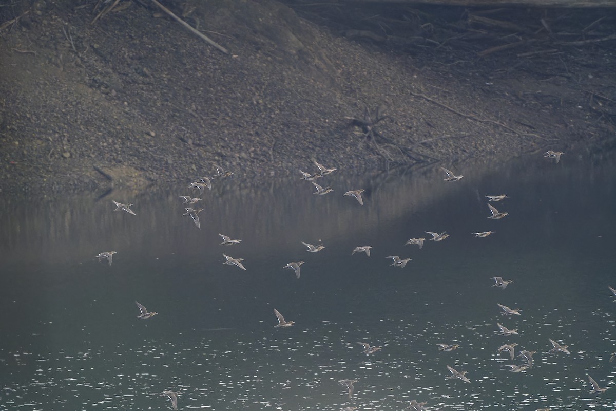 Чирянка-квоктун - ML647120079