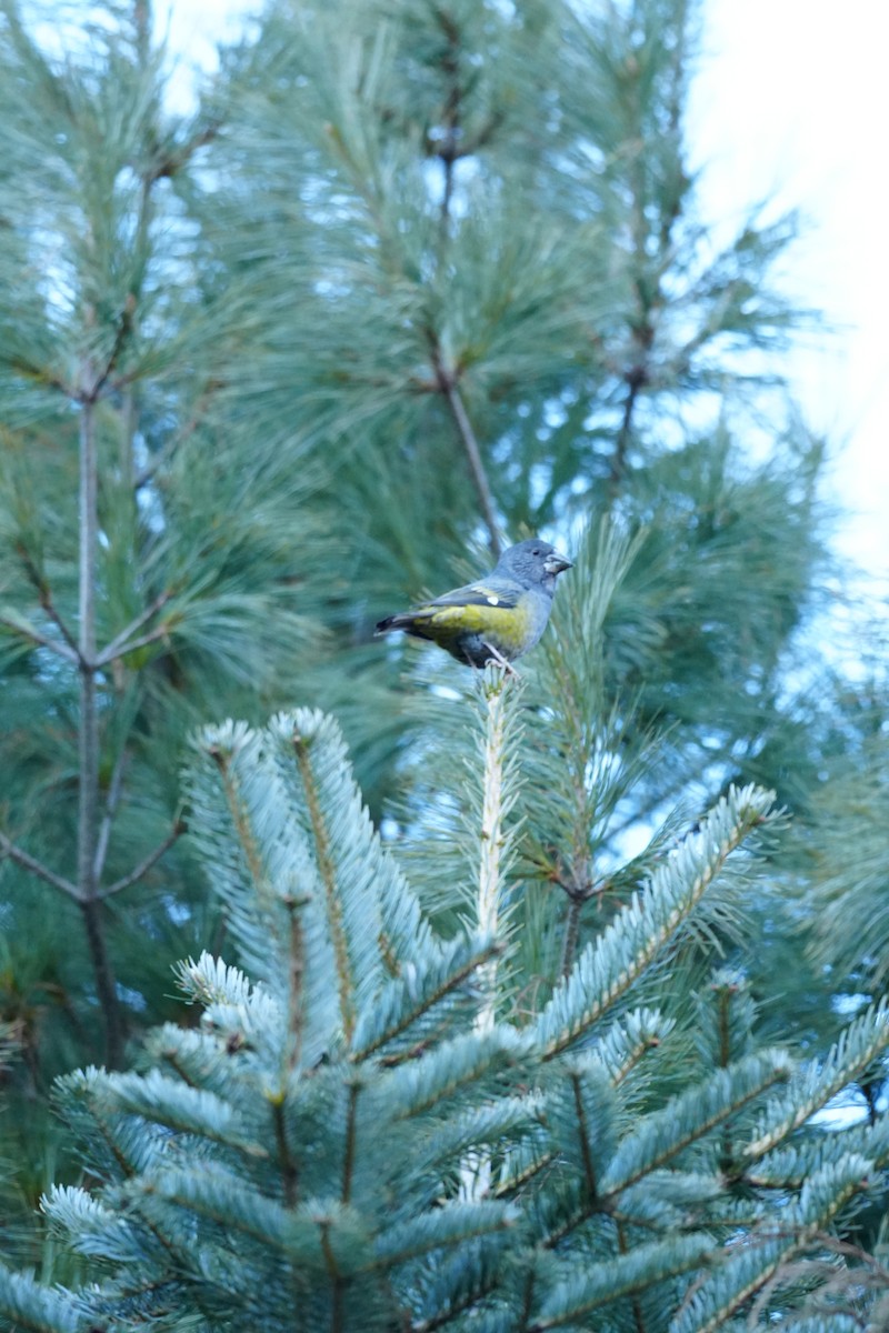 Wacholderkernbeißer - ML647120080