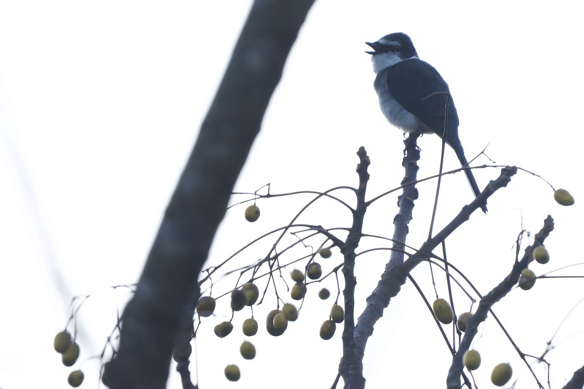 Личинкоїд острівний - ML647120082