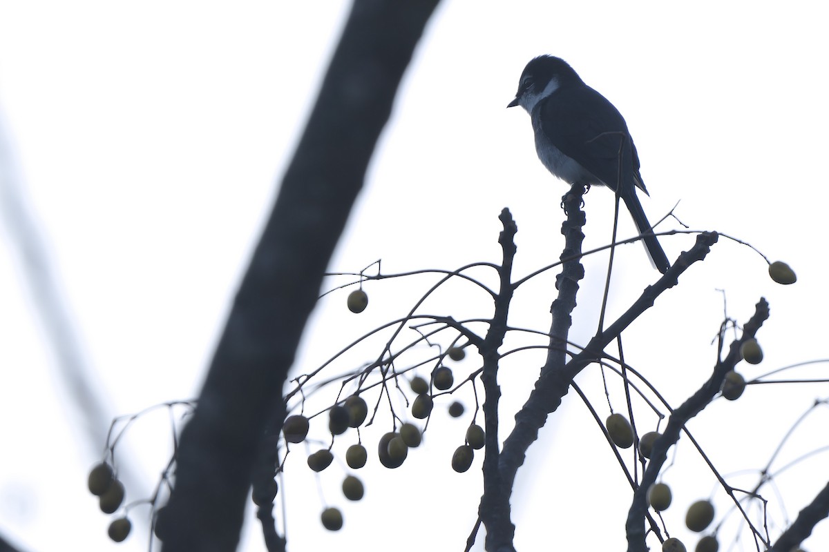 Личинкоїд острівний - ML647120083