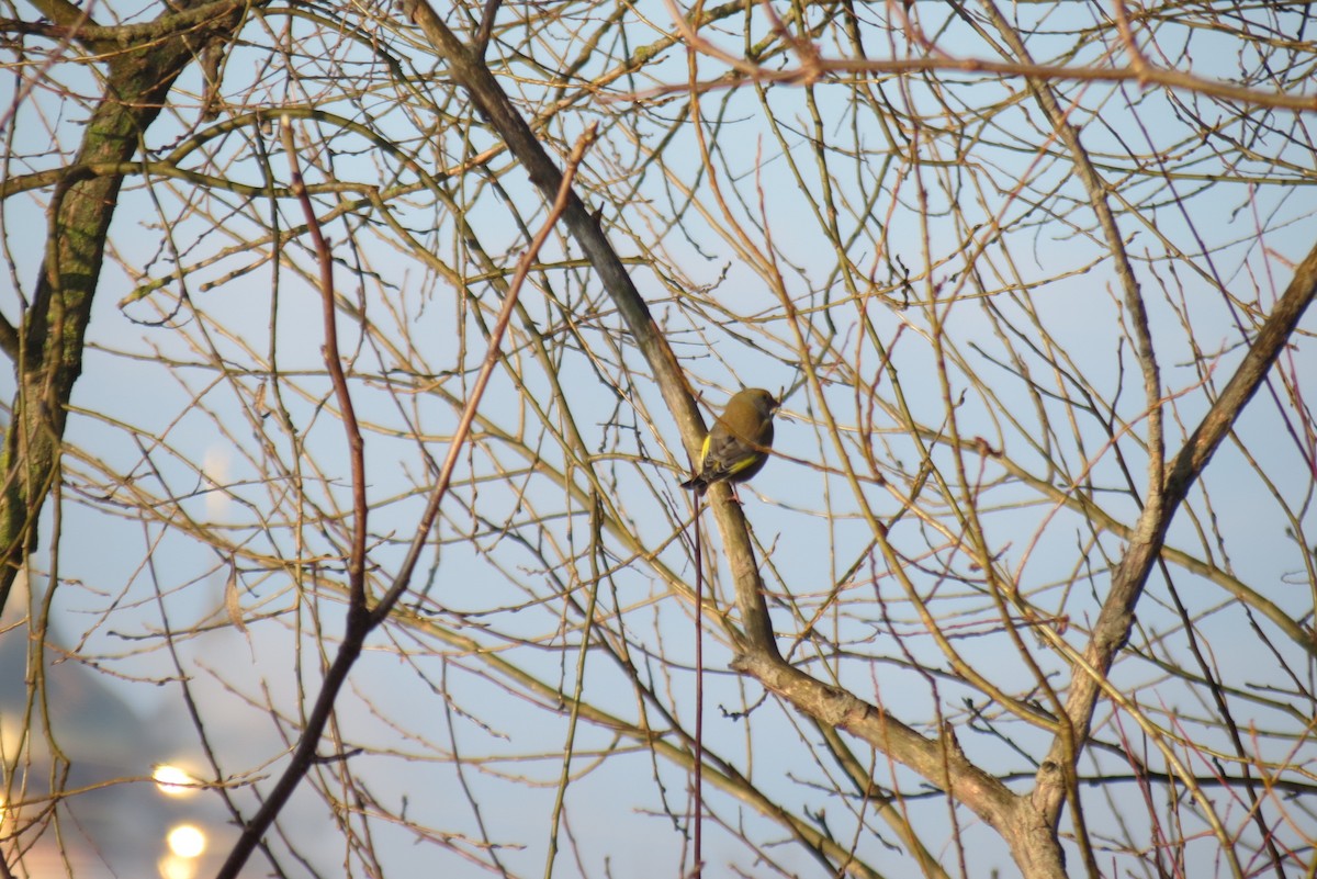 European Greenfinch - ML647120085