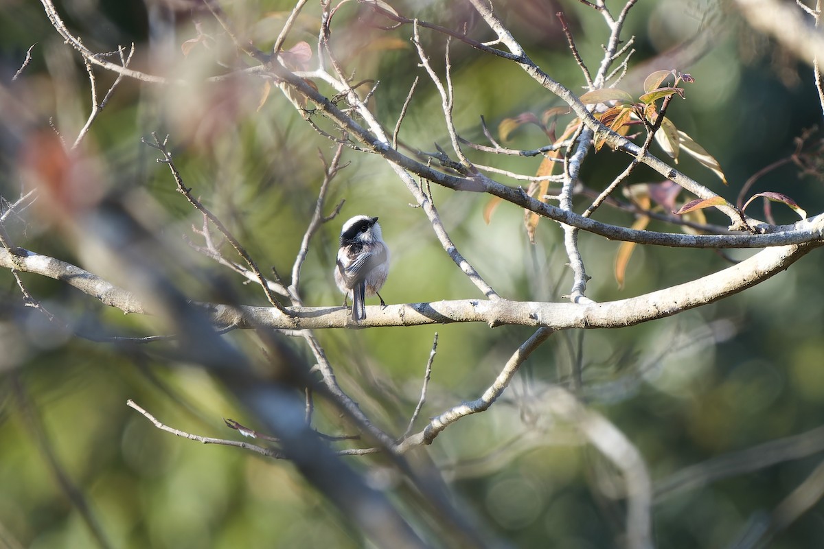 Синиця довгохвоста - ML647120086