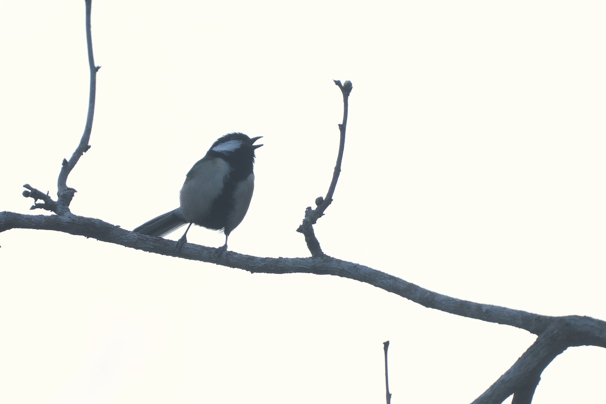 Asian Tit - ML647120090