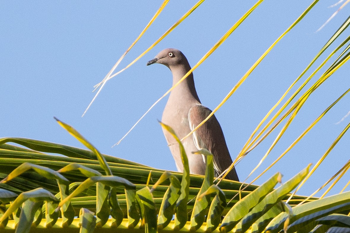 Антильский голубь - ML647120091