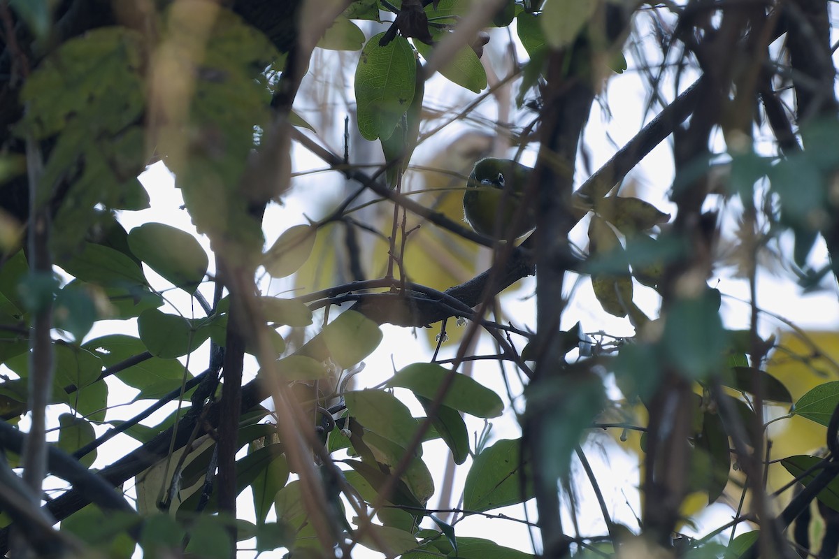 Окулярник японський - ML647120093