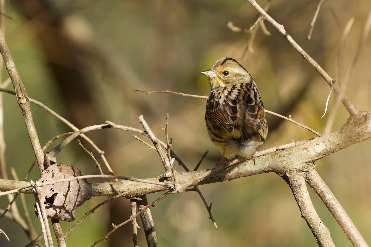 Вівсянка маскова - ML647120096
