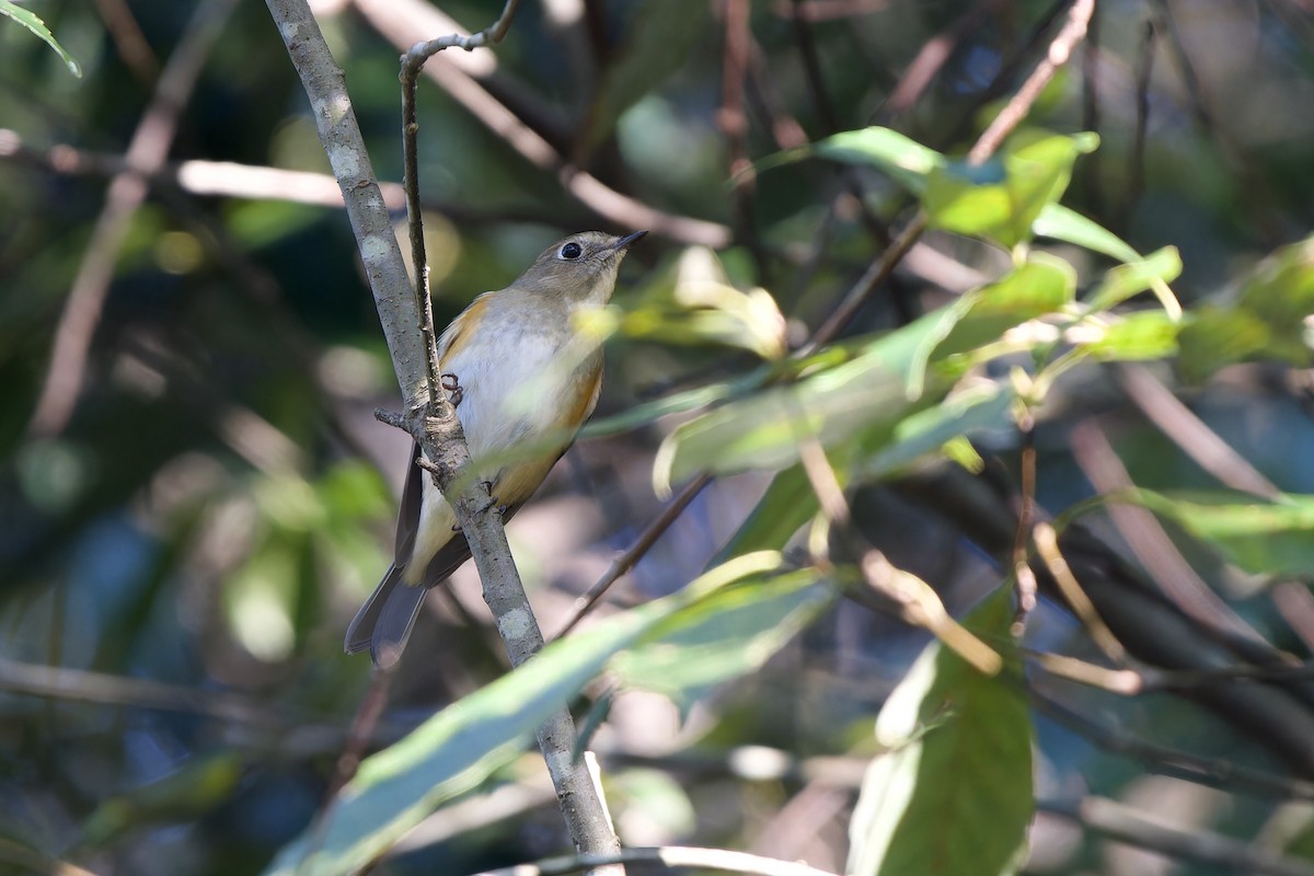 Синьохвіст тайговий - ML647120097