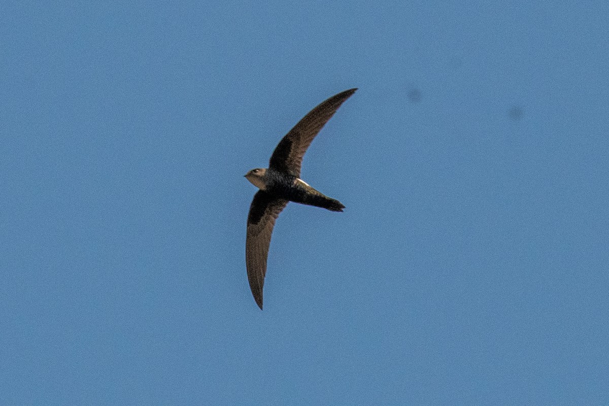 Blyth's Swift - ML647120101