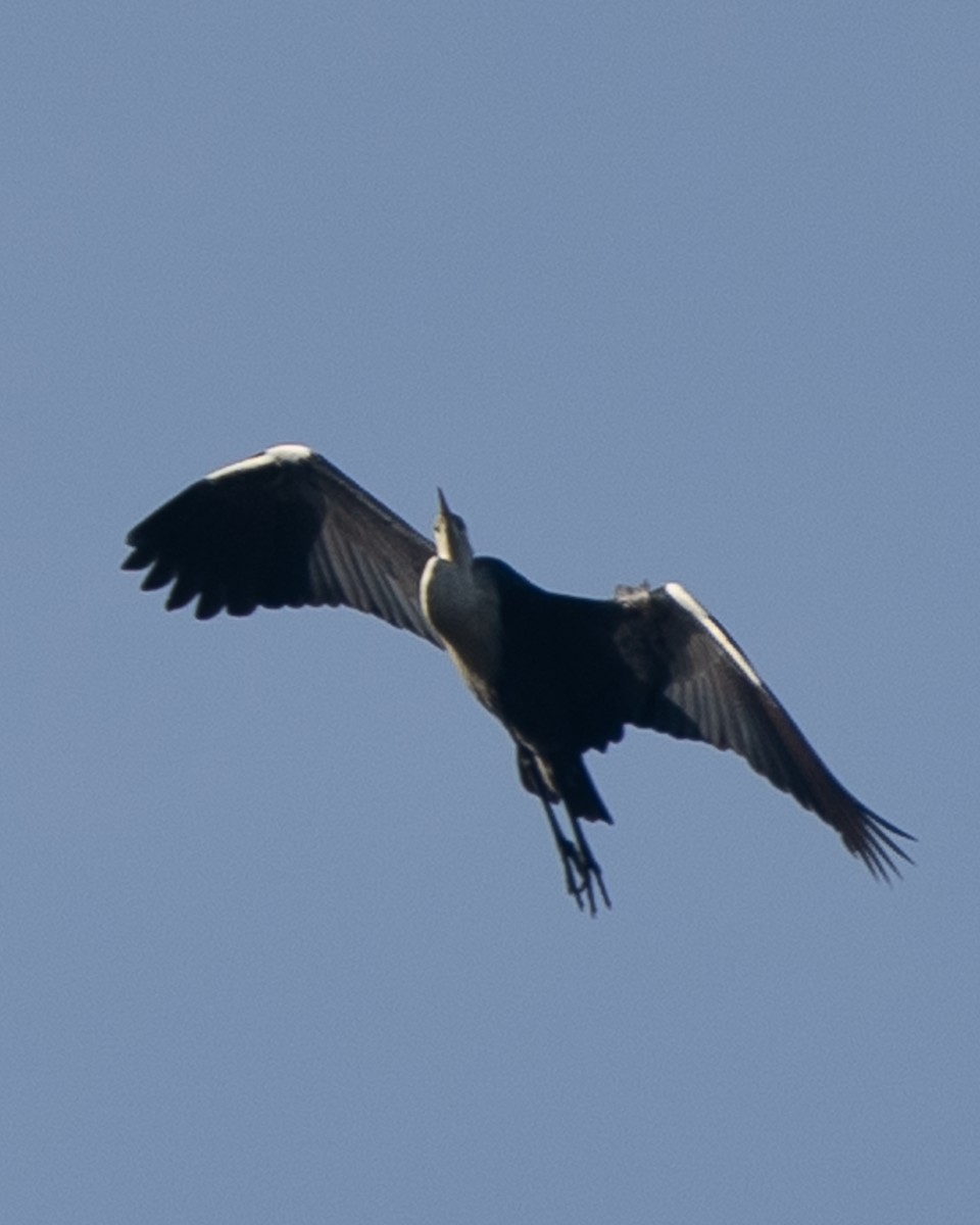 Pacific Heron - ML647120106