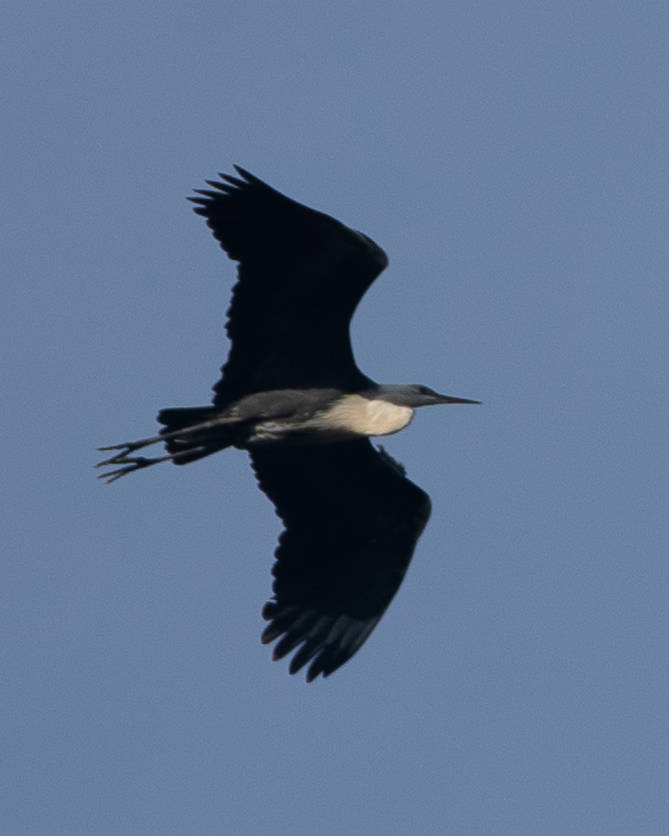 Pacific Heron - ML647120107