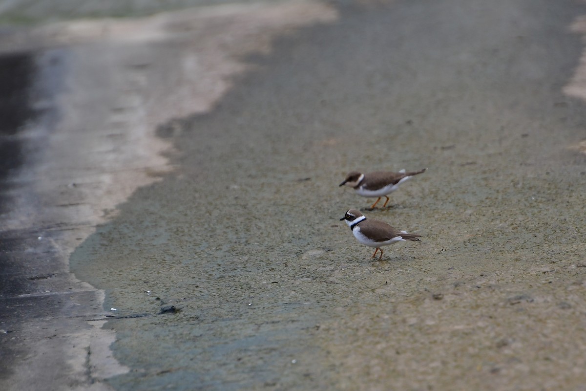 Corriere piccolo - ML647120111