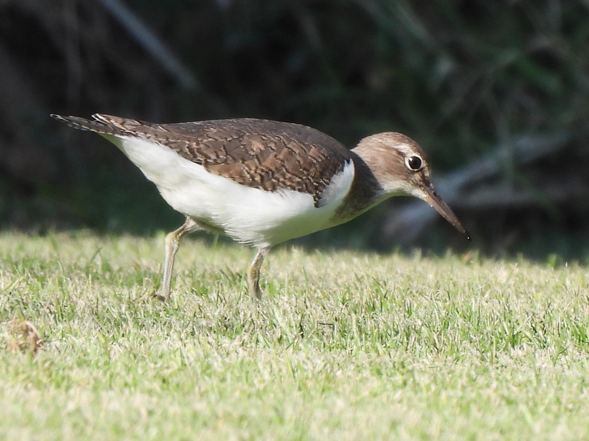 ביצנית לבנת-בטן - ML647120112