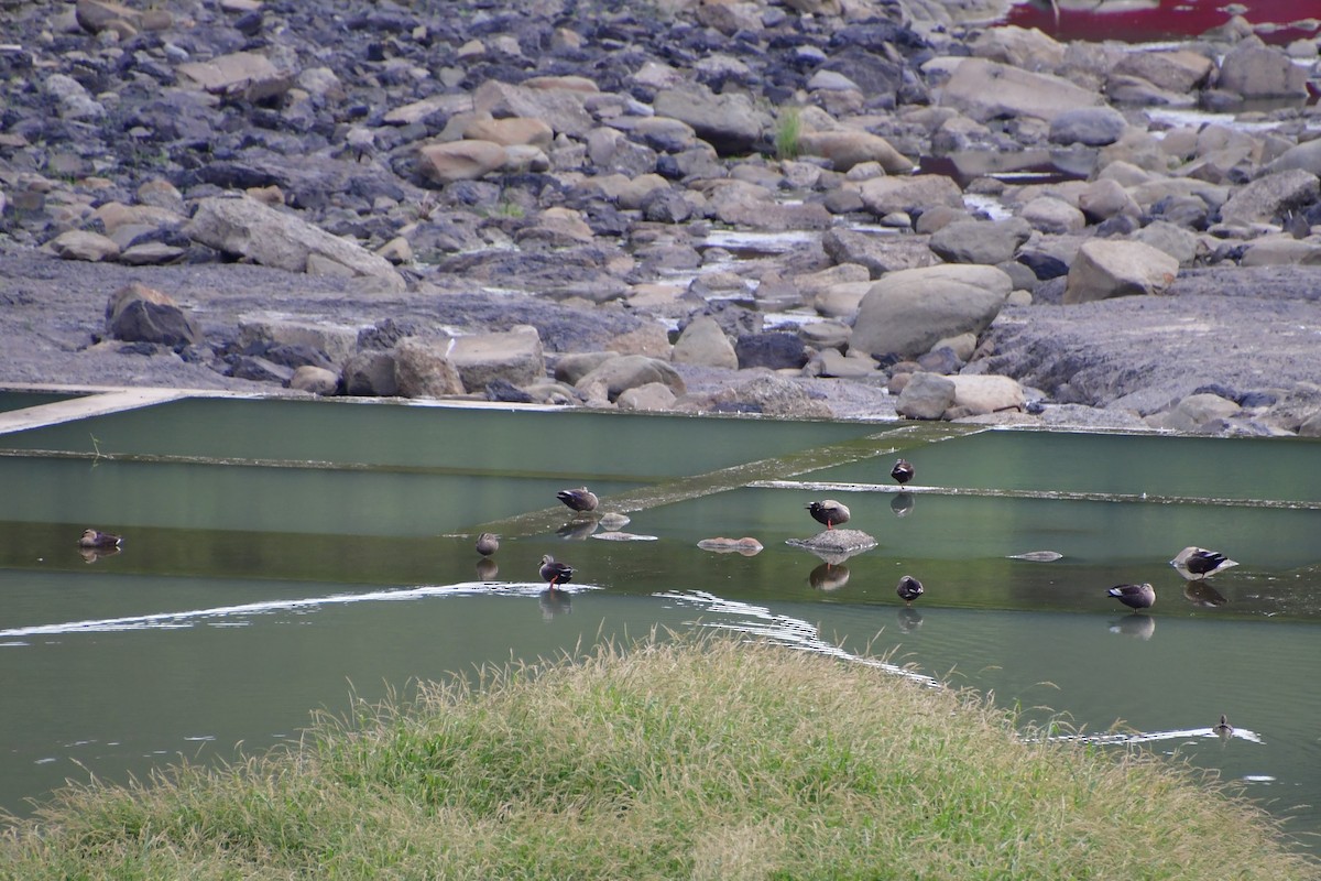 Eastern Spot-billed Duck - ML647120114