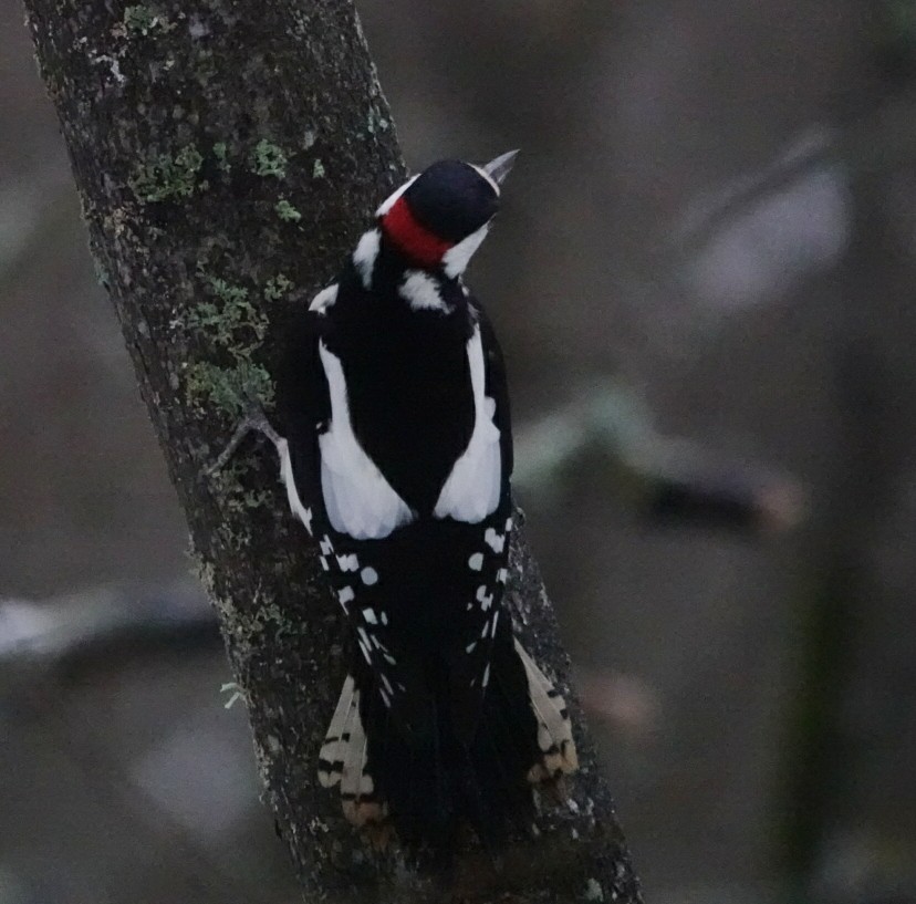 Большой пёстрый дятел - ML647120118