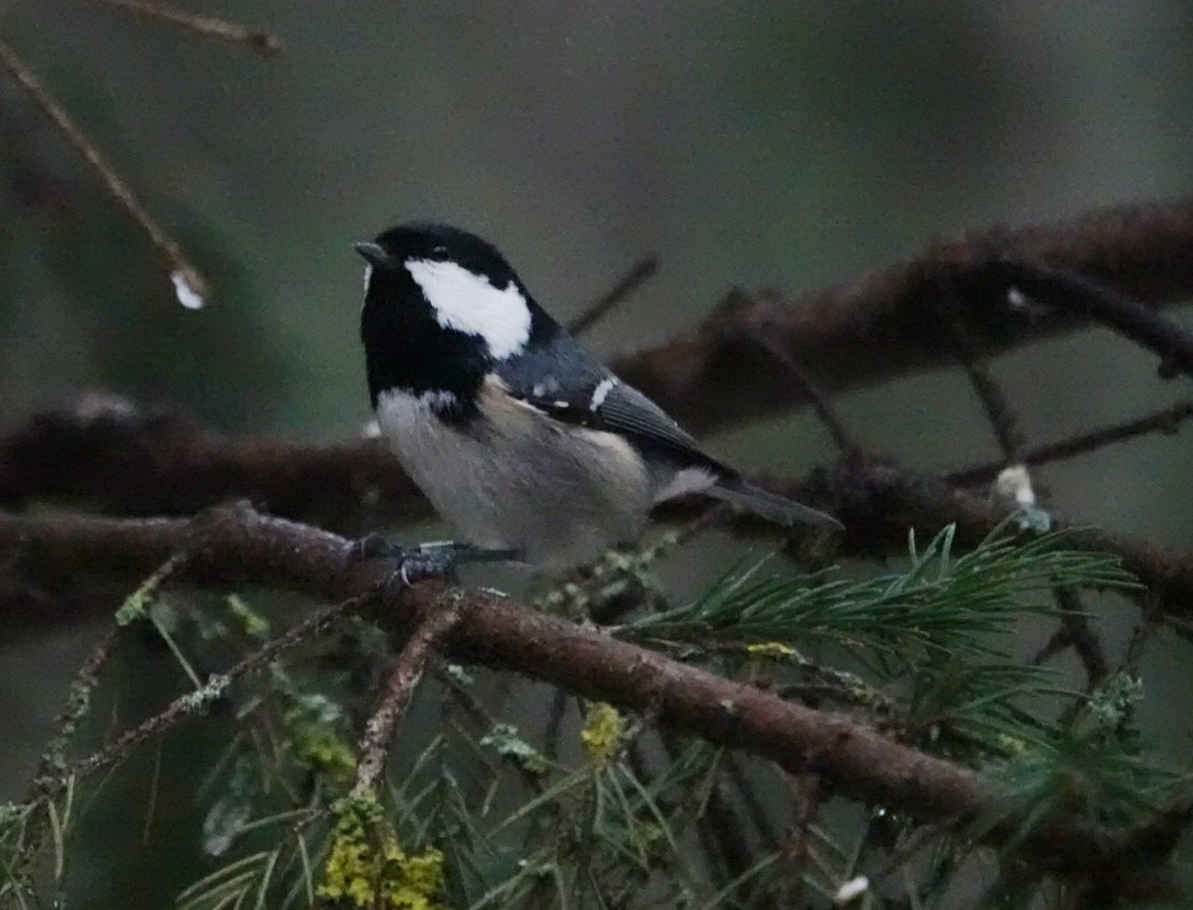 Московка - ML647120123