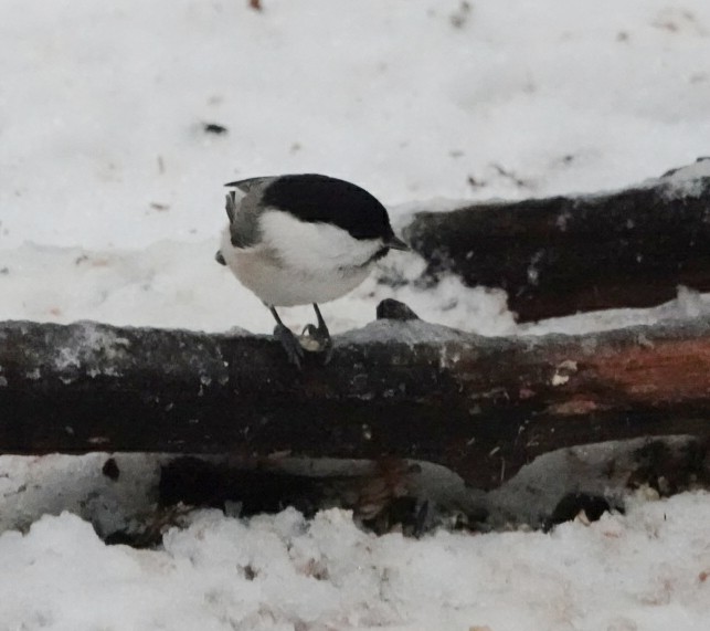 Пухляк - ML647120126