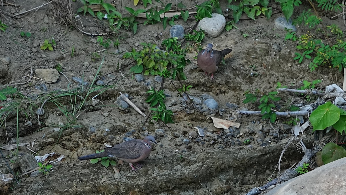 Spotted Dove - ML647120130