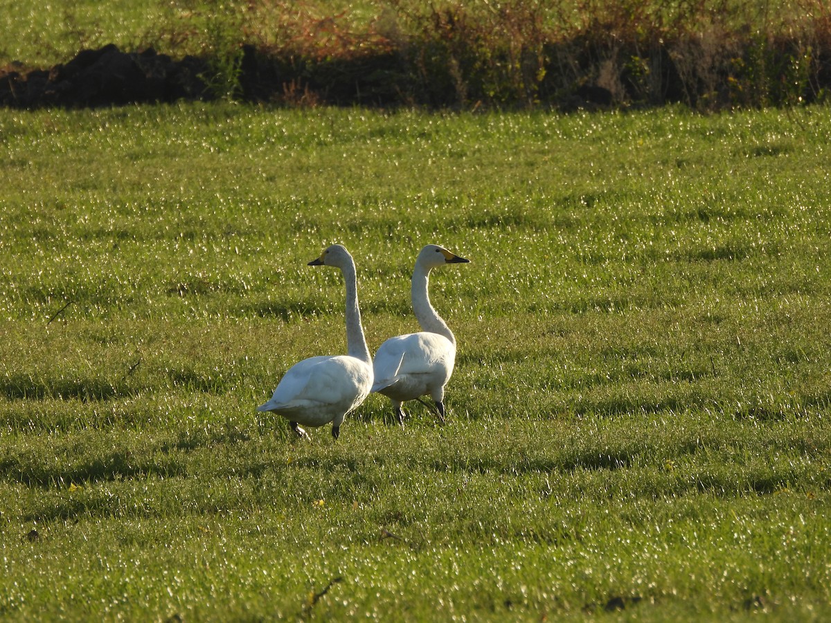 Tundra Swan - ML647120131