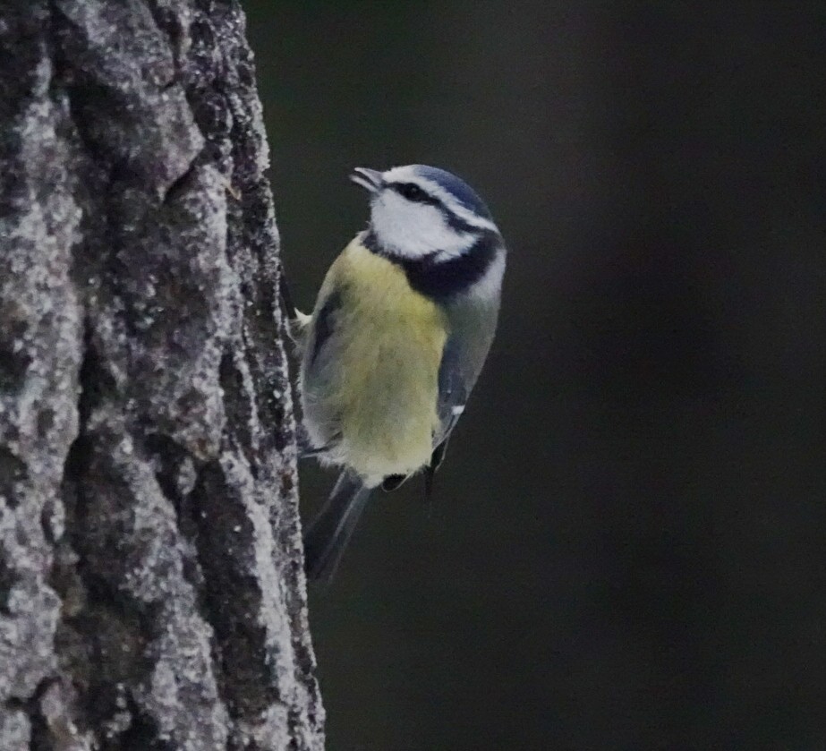 Лазоревка - ML647120132