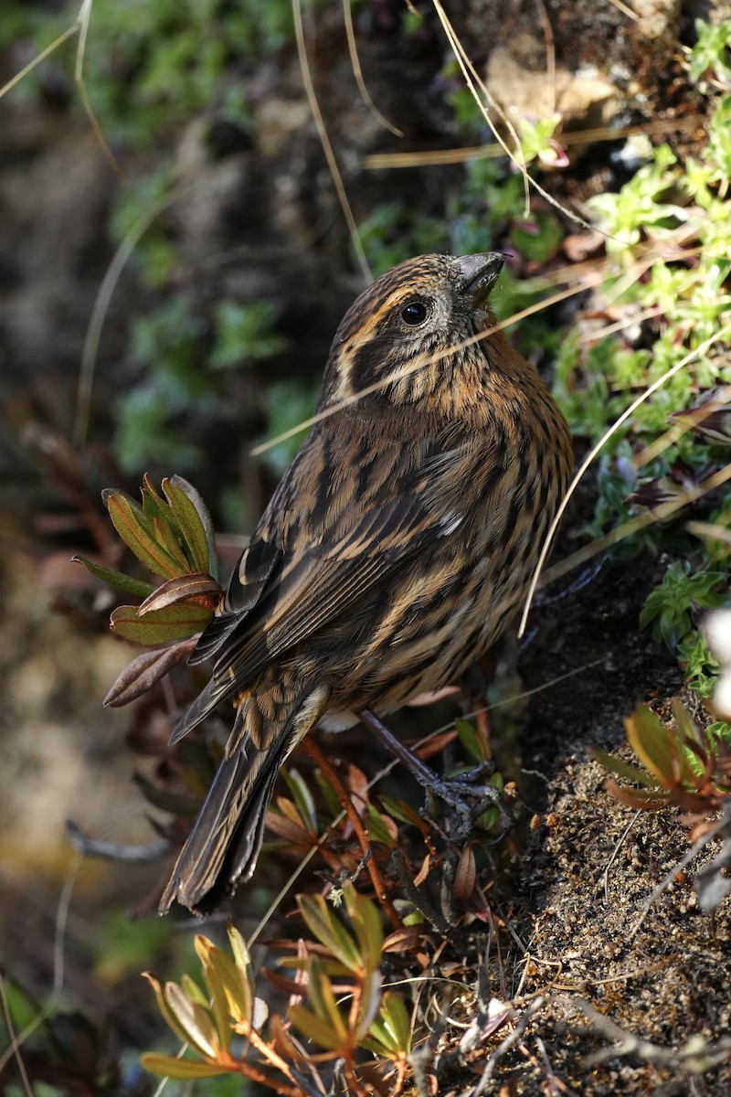 Himalayan White-browed Rosefinch - ML647120137
