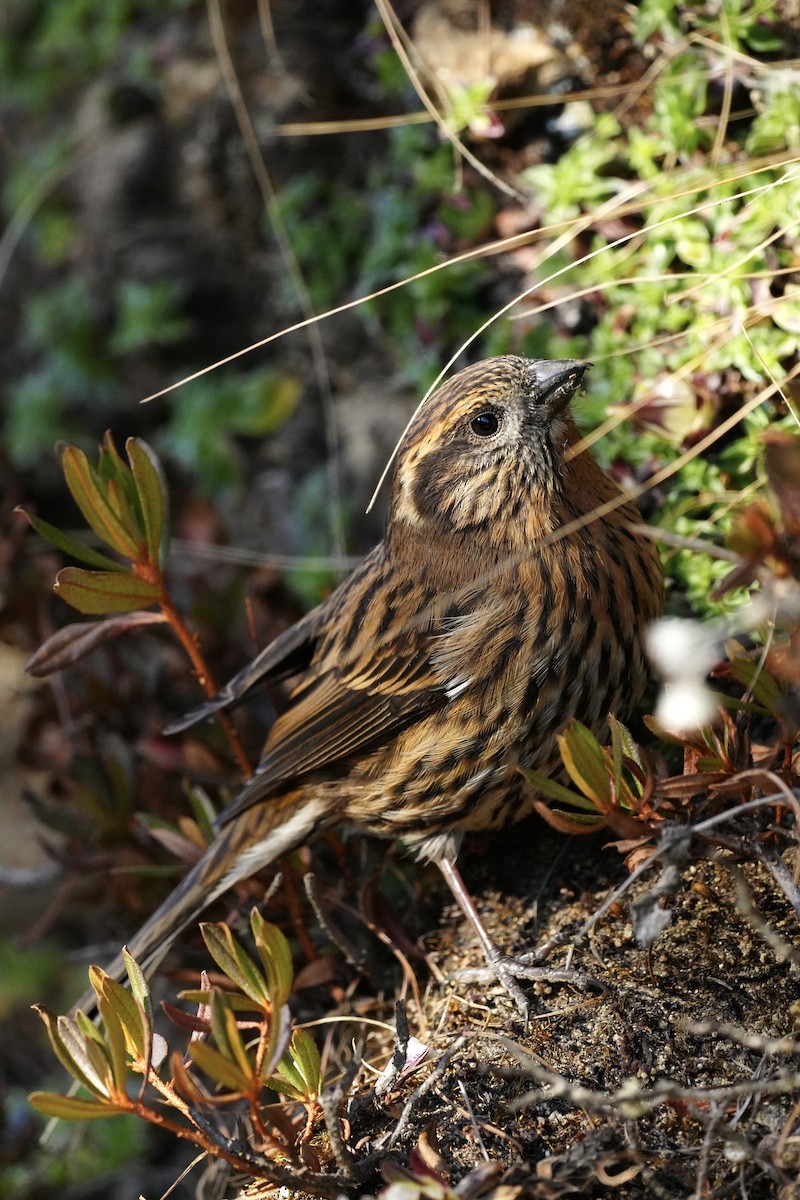 Himalayan White-browed Rosefinch - ML647120138