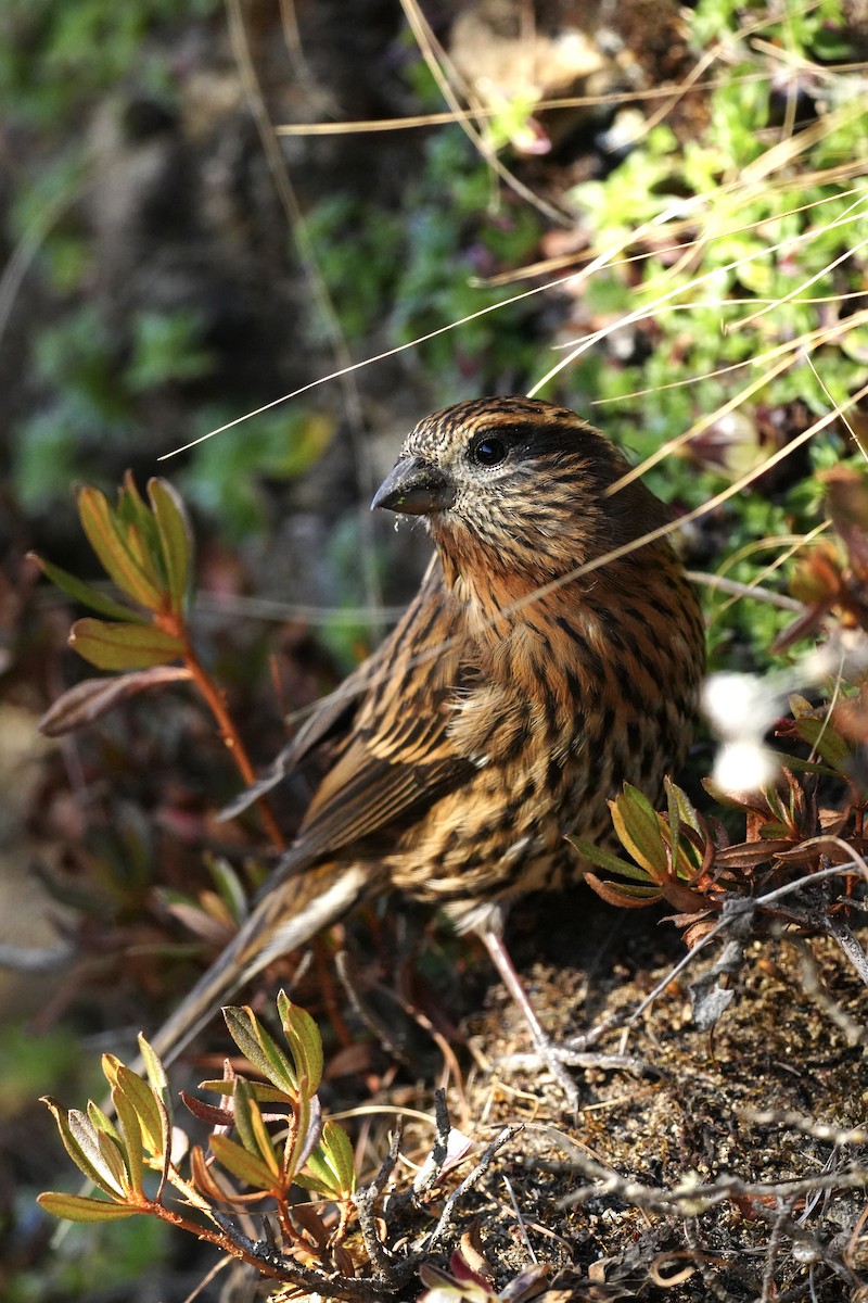 Himalayan White-browed Rosefinch - ML647120139