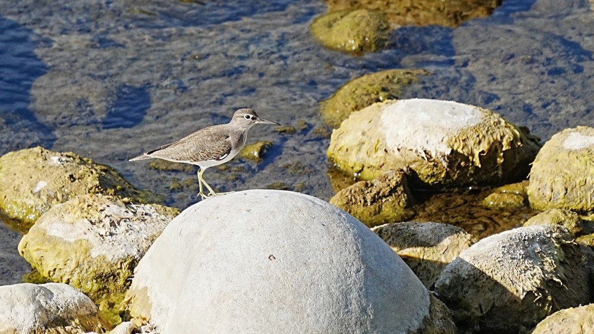 ביצנית לבנת-בטן - ML647120140