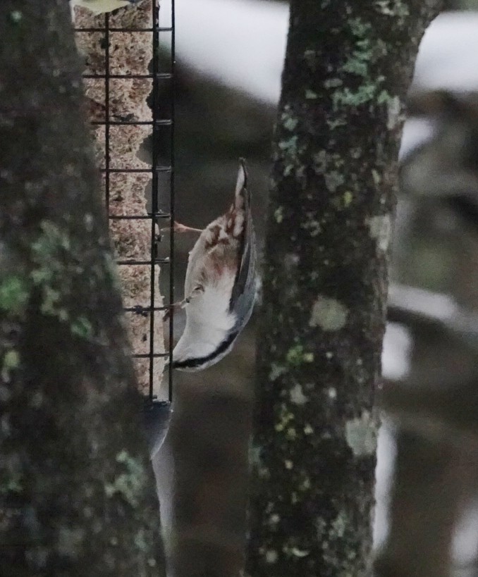 Обыкновенный поползень - ML647120148