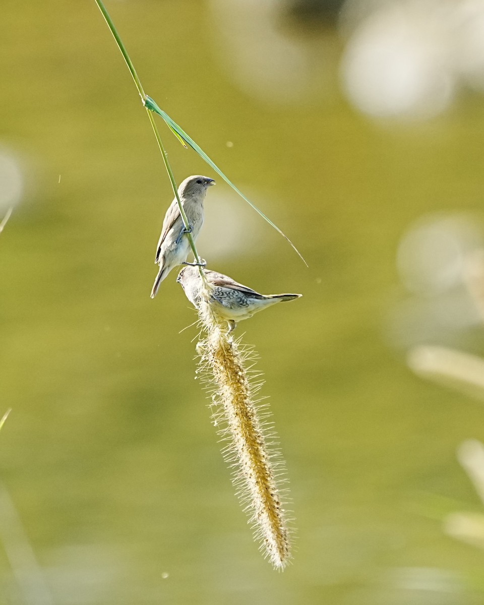 Scaly-breasted Munia - ML647120151