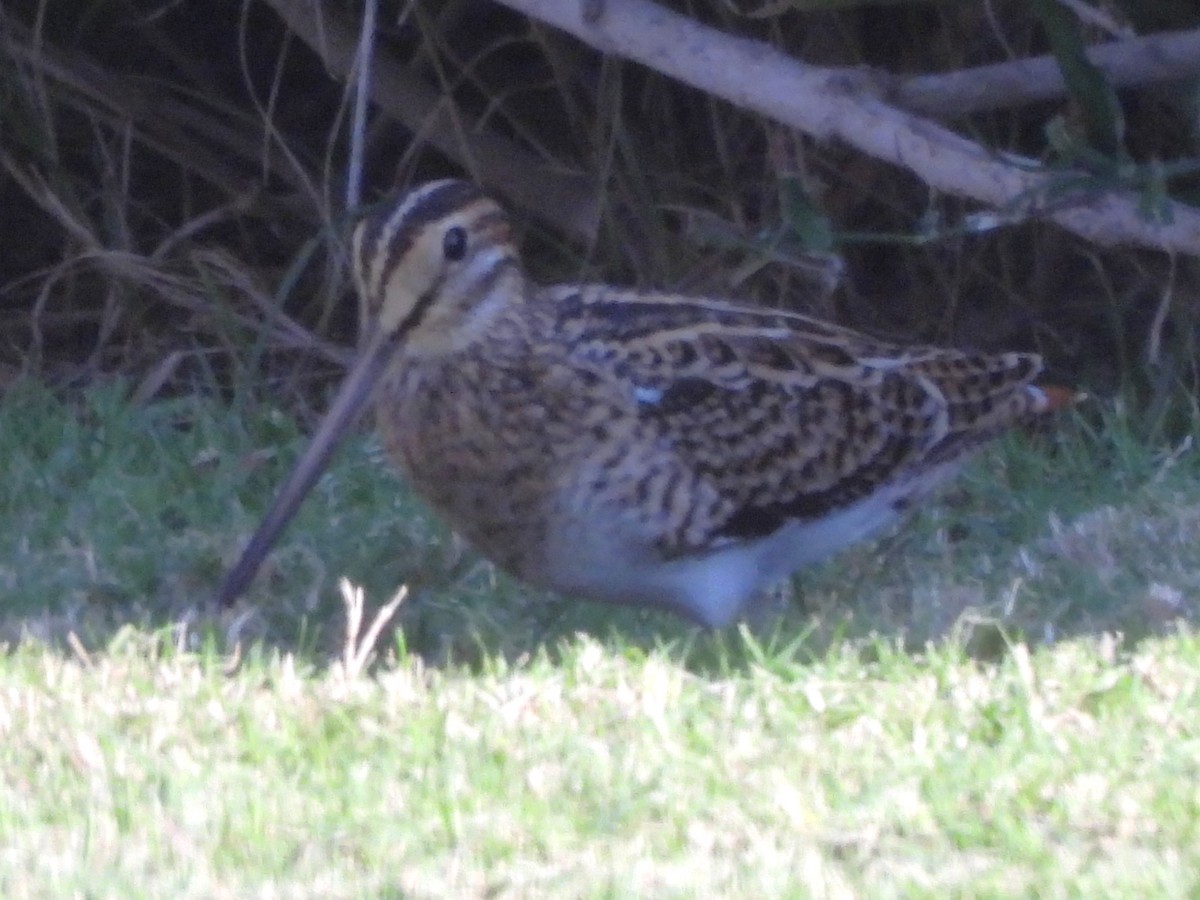 Common Snipe - ML647120155