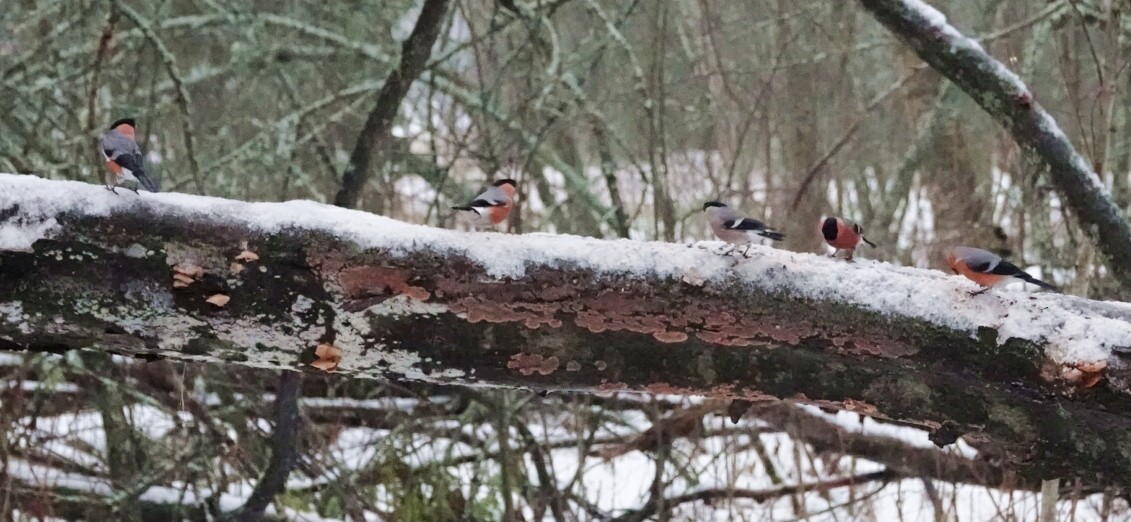 Снегирь - ML647120157