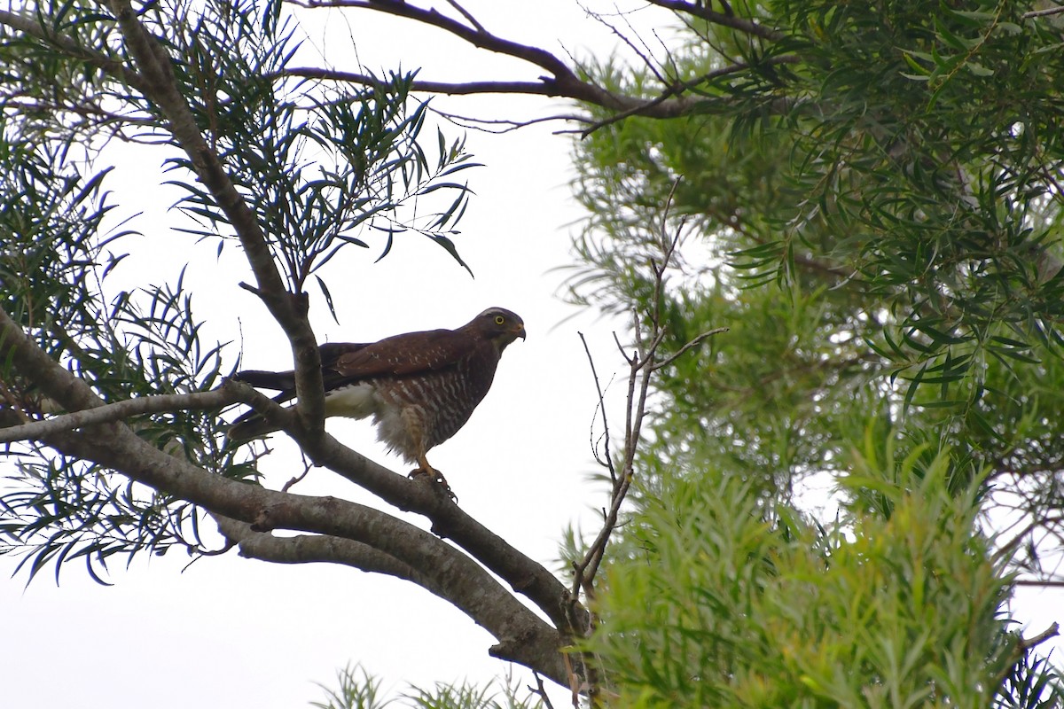 Gray-faced Buzzard - ML647120162