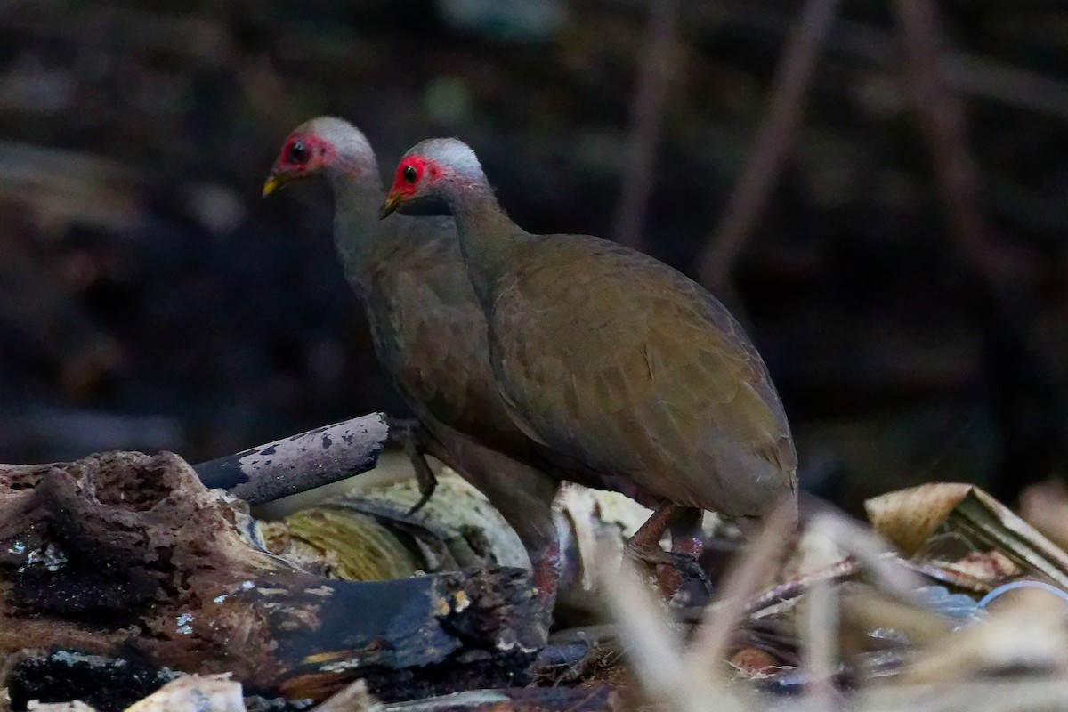 Mégapode des Nicobar - ML647120165