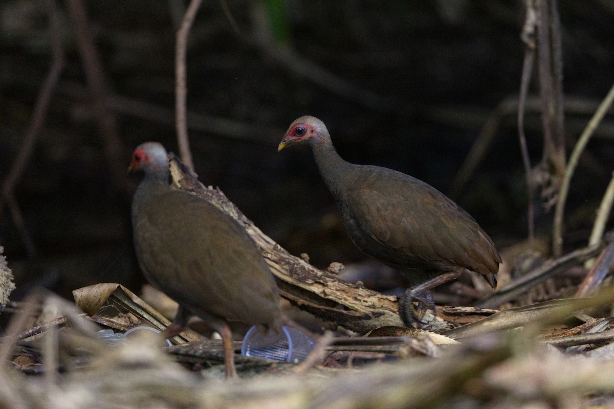 Mégapode des Nicobar - ML647120167