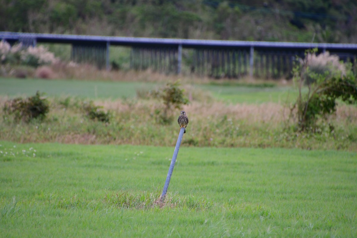 Gheppio - ML647120179