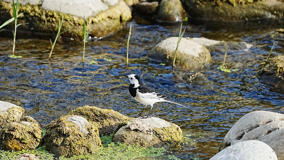 White Wagtail (ocularis) - ML647120185