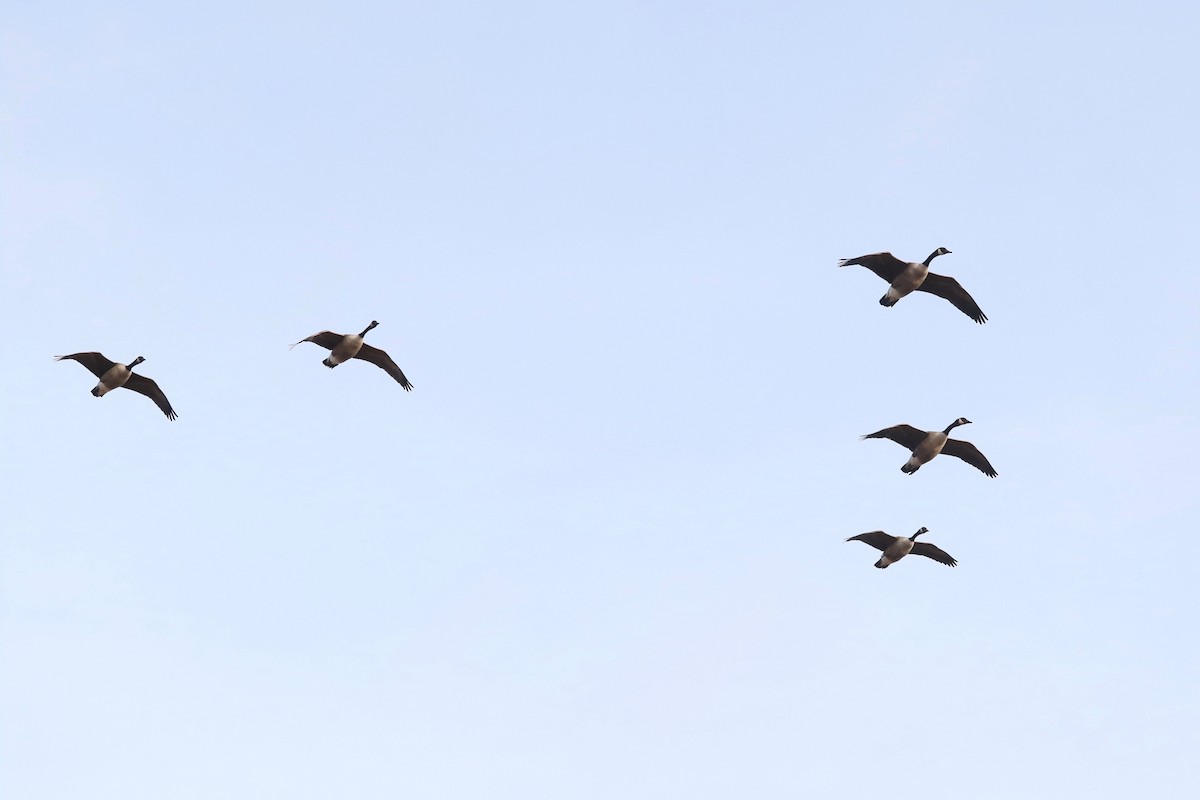 Canada Goose - ML647120187